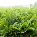 非洲茉莉