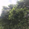 秋枫