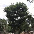 白银树