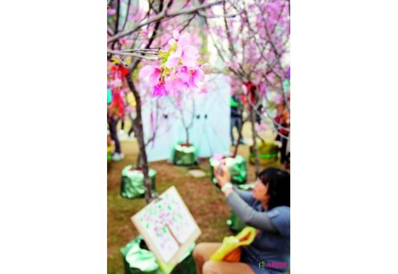 广州：到花城广场赏“广州樱” 
