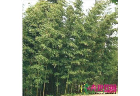  橄榄竹