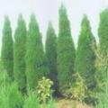河南桧柏