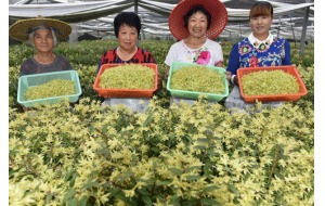 浙江磐安：铁皮石斛鲜花进入采收旺季