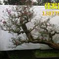 勒杜鹃