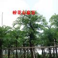 粉花山扁豆