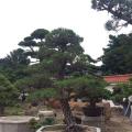 黑松