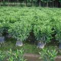 非洲茉莉