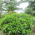 非洲茉莉