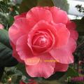 茶花（情人节）