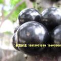 嘉宝果（结果实）