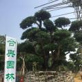 日本罗汉松