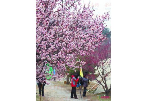 山东：梅花节今李沧十梅庵风景区开幕 