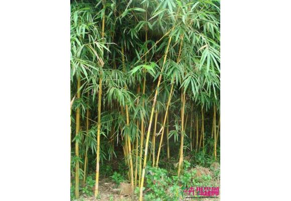 黄金间碧竹