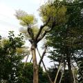 锦叶榄仁