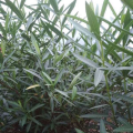 粉花夹竹桃