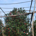 茶花