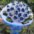 24朵蓝色妖姬/无限的快乐/郑州鲜花速递/郑州花店/郑州鲜花