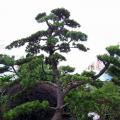 台湾罗汉松7