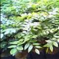 降香檀(各种规格)