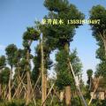 香樟树