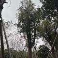 秋枫
