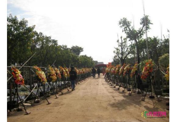 中山市金上三和园林开业啦