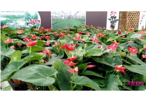 江苏沭阳花木经济开枝散叶:多业并进 村无闲人