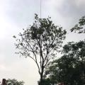 黄花风铃木