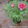岛锦
