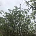 黄皮
