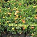 橙黄花龙船花