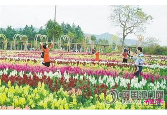 广东恩平：春节期间“花海”景区人气爆棚