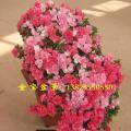 丹东杜鹃花