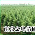 广玉兰