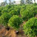 非洲茉莉