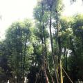 香樟树(多杆)