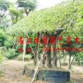 细叶榕