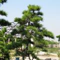 黑松