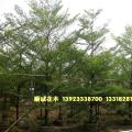 细叶榄仁 小叶榄仁