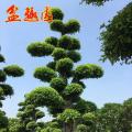 细叶榕