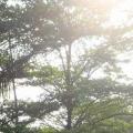 细叶榄仁
