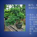 罗汉松