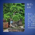 榕树盆景