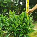 非洲茉莉