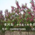 香花槐