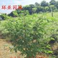 红绒球