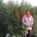 庆云雪松苗业供应东红欧洲白蜡