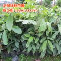 无忧树