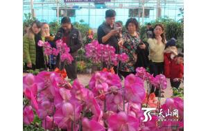 一四三团花卉市场成为春节游客赏花的好去处