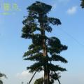 罗汉松